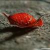 小虎牙大人